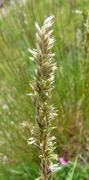 Melica ciliata L.