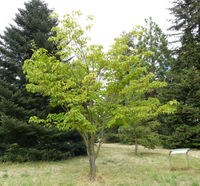 Acer rufinerve Siebold & Zucc. – Photo: Andrea Moro 2008, Dryades TSB58428.jpg