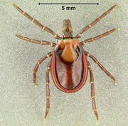 Ixodes acutitarsus Flickr1.jpg