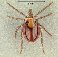 Ixodes acutitarsus Flickr1.jpg