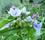 Tradescantia virginiana L.