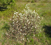 Amelanchier ovalis Medik.