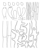 Laetiporus-cremeiporus.png