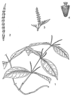 Linedrawing Gnetum buchholzianum.gif