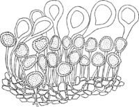 Melampsora euphorbiae dulcis Otth. Abb0159 (Gäumann 1959, Rostpilze Mitteleuropas).png