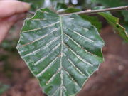 Pflanzengalle Aceria nervisequa auf Fagus sylvatica (Blattoberseite)