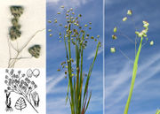 Morphological summary of Briza minor L. (photos Andrea Moro, Hortus Botanicus Catinensis, Coste & Flahault 1901-1906)