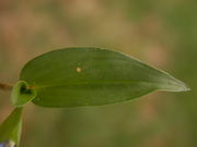 Commelina communis L.