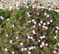 Acantholimon glumaceum Boiss. – Photo: Andrea Moro 2008, Dryades TSB55587.jpg