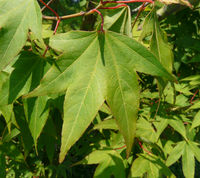 Acer oliverianum Pax – Photo: Andrea Moro 2008, Dryades TSB56000.jpg