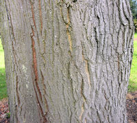 Acer cappadocicum Gleditsch – Photo: Andrea Moro 2009, Dryades TSB62889.jpg