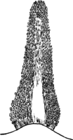 Gymnosporangium confusum Plowr. Abb1006 (Gäumann 1959, Rostpilze Mitteleuropas).png