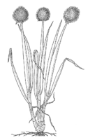 Linedrawing Allium fistulosum.gif