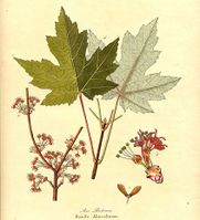 Acer rubrumAH.jpg