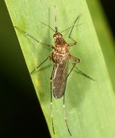 Aedes vexans BugGuide77362.jpg