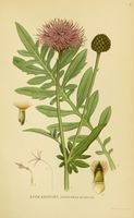 Centaurea scabiosa ssp scabiosa.jpg