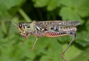 Dichroplus maculipennis OrthopteraSpeciesFile2.jpg