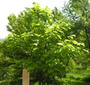 Catalpa speciosa (Warder) Warder ex Engelm.