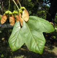 Acer hyrcanum Fisch. & C.A.Mey. – Photo: Andrea Moro 2007, Dryades TSB47406.jpg