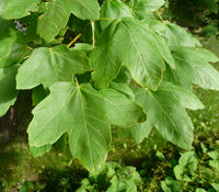 Acer hyrcanum Fisch. & C.A.Mey. – Photo: Andrea Moro 2008, Dryades TSB53301.jpg