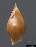 Echinochloa muricata microstachya IPM5463722.jpg