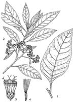 Linedrawing Vernonia amygdalina.gif