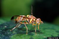 Melon fly (Bactrocera cucurbitae).jpg