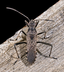 Alydus calcaratus MHNT Dos.jpg