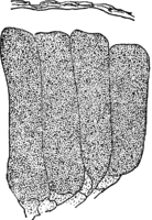 Coleosporium inulae Rabh. Abb0105a (Gäumann 1959, Rostpilze Mitteleuropas).png