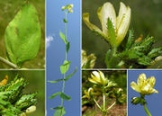 Morphological summary of Hypericum montanum L. (photos Andrea Moro)