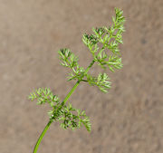 Leaf of Scandix pecten-veneris L. (photo Andrea Moro 2014)