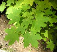 Acer platanoides L. – Photo: Andrea Moro 2007, Dryades TSB46516.jpg