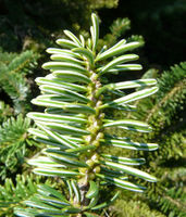 Abies cilicica (Antoine & Kotschy) Carrière – Photo: Andrea Moro 2008, Dryades TSB56821.jpg