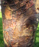 Acer griseum (Franch.) Pax – Photo: Andrea Moro 2009, Dryades TSB62843.jpg