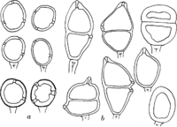 Gymnosporangium Gaeumanni Zogg. Abb0994 (Gäumann 1959, Rostpilze Mitteleuropas).png