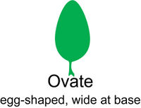 Leaf morphology Ovate.jpg