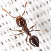 Crematogaster ashmeadi BugGuide.jpg