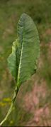 Leaf of Primula veris L. subsp. veris (photo Andrea Moro 2005)