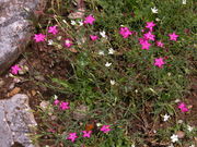 Dianthus deltoides subsp. deltoides L.