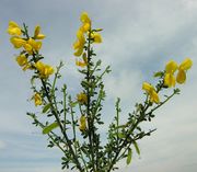 Cytisus scoparius (L.) Link