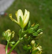 Inflorescence of Hypericum montanum L. (photo Andrea Moro 2006)