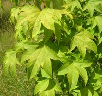 Acer erianthum Schwer. – Photo: Andrea Moro 2007, Dryades TSB45599.jpg