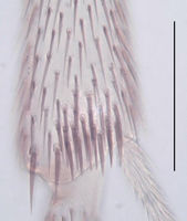 Leptosciarella subcoarctata Tibia.jpg