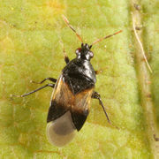 Orius insidiosus BugGuide587943.jpg