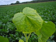 Abutilon theophrasti JuliaKruse 2.JPG