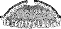 Coleosporium senecionis (Pers.) Fr. Abb0107 (Gäumann 1959, Rostpilze Mitteleuropas).png