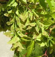 Acer cissifolium (Siebold & Zucc.) K. Koch – Photo: Andrea Moro 2007, Dryades TSB45610.jpg