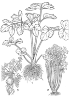 Linedrawing Apium graveolens.gif