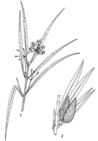 Linedrawing Gomphocarpus fruticosus.gif