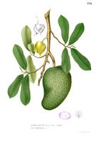 Annona muricata Blanco1.196.jpg